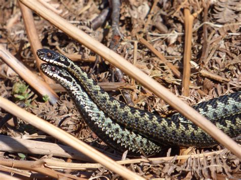 Adders .